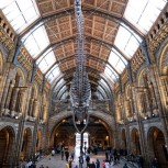 The Natural History Museum Walking Tour