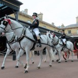 Windsor Grey Horses with Carriage