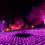 RHS Glow at Wisley