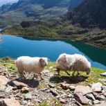 Snowdonia