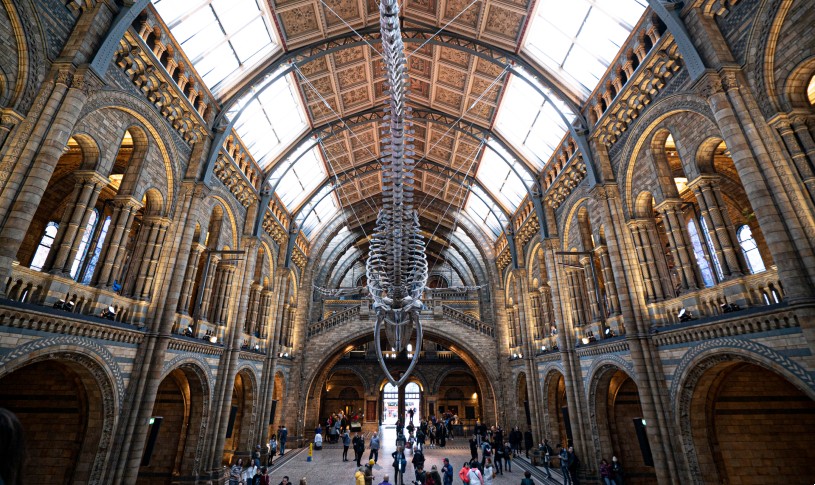 The Natural History Museum Walking Tour