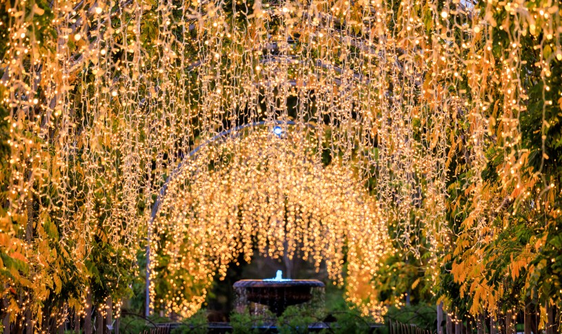 RHS Glow at Wisley