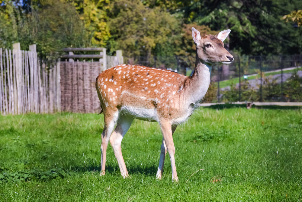 where-to-see-animals-in-london